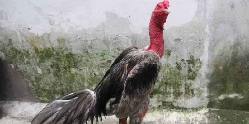 Cách chọn gà chọi qua 7 cách xem tướng gà