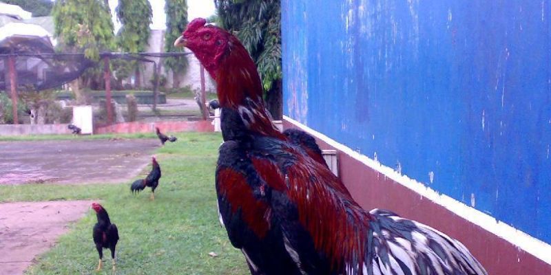 Xem cách để chọn gà chọi