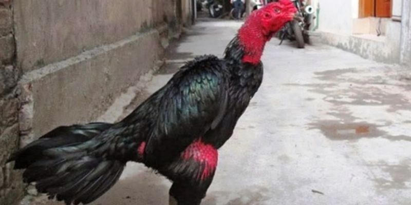 Nghe tiếng gáy để chọn gà chọi