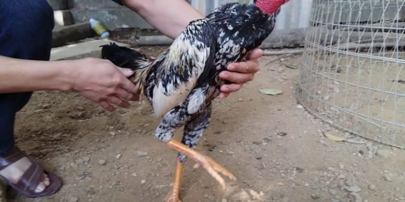 Lưu ý quan trọng chọn gà chọi