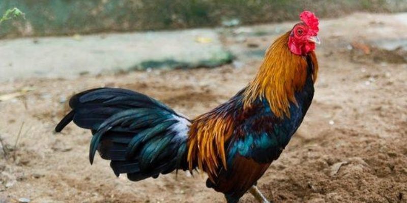 cách chọn gà chọi